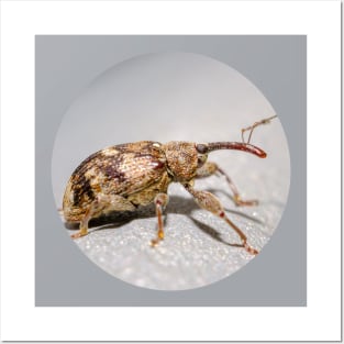 Springtime Weevil Macro Photograph Posters and Art